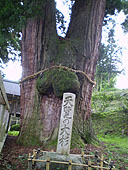 栢野の大杉・・パワーを感じる
